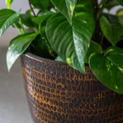 Sanna Plant Pot - Savanna -Indoor Plants Sanna Savana 7