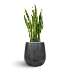 Terrazzo Balloon Planter - Black -Indoor Plants Sanseveria Terrazo Balloon Black