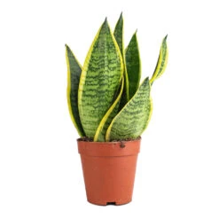 Sansevieria Trifasciata Futura Superba -Indoor Plants Sanseviera trifasciata Futura Superba 9x30cm