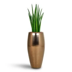 Sansevieria Cylindrica Spikes - HydroCare 13 Sansevieria Cylindrica Spikes - HydroCare -Indoor Plants Sansevieria Cylindrica Spikes Hydroculture Amora Duo Planter Gold