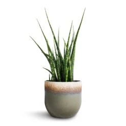 Tarra Plant Pot - Forest -Indoor Plants Sansevieria Fernwood Mikado Snake Plant 12x40cm Tarra Plant Pot Forest 15x13cm 5c7ecd86 1ce0 405f 873c d470fd942115