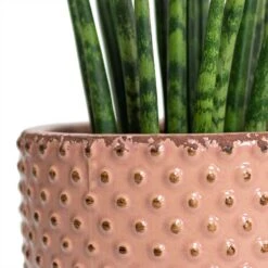 Sansevieria Fernwood Mikado - Snake Plant -Indoor Plants Sansevieria Fernwood Mikado Snake Plant Bolino Plant Pot Pale Rose Close Up 5c06459b ff1f 4714 aa38 091207914c4b