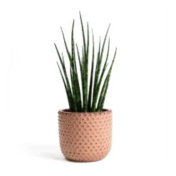 Sansevieria Fernwood Mikado - Snake Plant -Indoor Plants Sansevieria Fernwood Mikado Snake Plant Bolino Plant Pot Pale Rose 5b19f086 d7b8 4ca5 ad1c 1264cbd55637