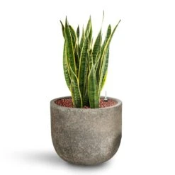 Cody Cement & Stone Plant Pot - Granite Grey -Indoor Plants Sansevieria Laurentii HydroCare Cement Stone Cody Plant Pot Granite Grey 14982688 977c 4e08 8189 2a97acf197dc