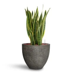 Jesslyn Cement & Stone Plant Pot - Granite Grey -Indoor Plants Sansevieria Laurentii HydroCare Cement Stone Jesslyn Plant Pot Granite Grey 358d76de 388c 4949 a50d 01281f58f44d