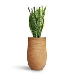 Dune Partner Planter - Almond -Indoor Plants Sansevieria Laurentii HydroCare Dune Partner Planter Almond d489d59d 0bb1 4543 905c 04563d142dc2
