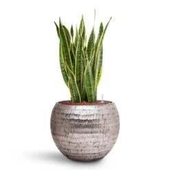 Opus Hammered Globe Planter - Silver -Indoor Plants Sansevieria Laurentii HydroCare Opus Hammered Globe Planter Silver e369fa0b 90d4 47db 89c1 f06a4770f5a1