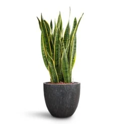 Raindrop Egg Planter - Anthracite -Indoor Plants Sansevieria Laurentii HydroCare Raindrop Couple Planter Anthracite