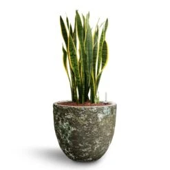 Lava Couple Relic Planter - Jade -Indoor Plants Sansevieria Laurentii Hydroculture 28 19 x 80cm Lava Couple Relic Planter Jade 36 x 34cm b022d4b9 3bfb 4878 9893 0c8dc29ca540