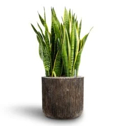 Indoor Plants -Indoor Plants Sansevieria Laurentii Hydroculture 28 19 x 80cm Luxe Lite Waterfall Cylinder Planter Bronze 40 x 38cm 4aa47d4e a8f2 4ede 9093 fdf4836201d3