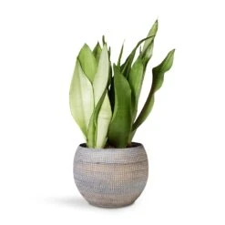 Dex Plant Pot - Earth -Indoor Plants Sansevieria Trifaciata Moonshine Snake 12x35cm Dex Plant Pot Earth 17x13cm 86748467 1c29 4aa3 9c84 36e8e8940e2a