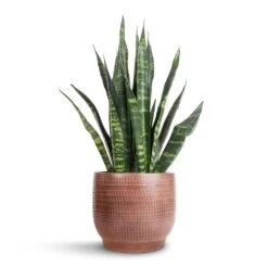 Lykke Plant Pot - Chestnut Blush 15 Lykke Plant Pot - Chestnut Blush -Indoor Plants Sansevieria Trifasciata Black Coral Snake Plant 14x50cm Lykke Plant Pot Chestnut Blush 18x16cm 7b48cd1e 6cbf 4c29 9e27 e359b288a10e