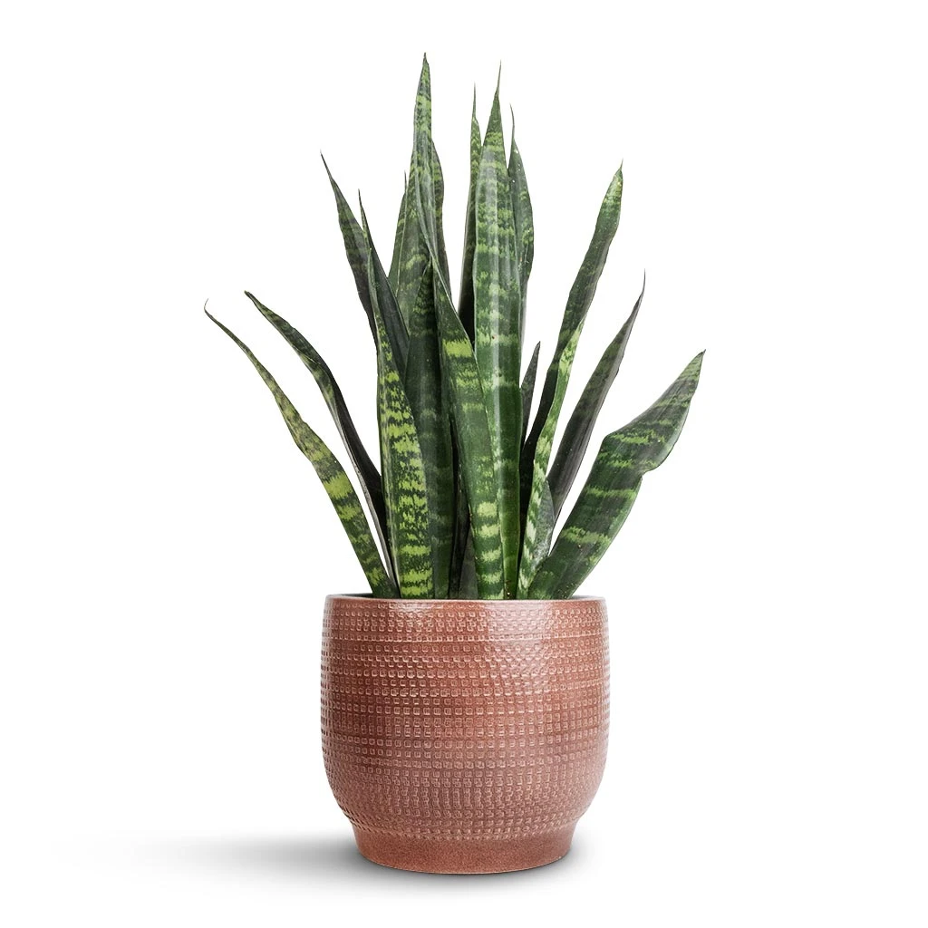 Lykke Plant Pot - Chestnut Blush 7 Lykke Plant Pot - Chestnut Blush - Image 7