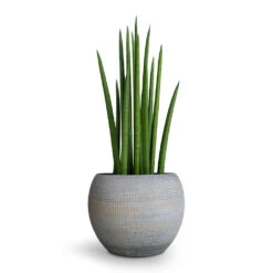 Sansevieria Cylindrica Spikes - Cylindrical Snake Plant -Indoor Plants Sansevieria cylindrica Spikes Cylindrical Snake Plant 12x40cm Dex Plant Pot Earth 17x13cm