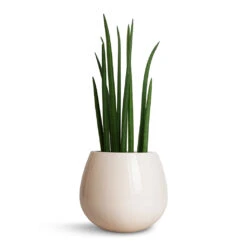 Nova Plant Pot - Cream -Indoor Plants Sansevieria cylindrica Spikes Cylindrical Snake Plant 15x50cm Nova Plant Pot Cream 23x18cm