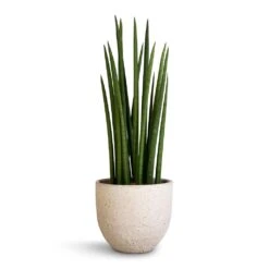 Sansevieria Cylindrica Spikes - Cylindrical Snake Plant -Indoor Plants Sansevieria cylindrica Spikes Cylindrical Snake Plant 17x60cm Cas Plant Pot Cool Grey 21x19cm