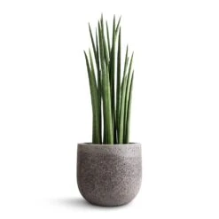 Sansevieria Cylindrica Spikes - Cylindrical Snake Plant -Indoor Plants Sansevieria cylindrica Spikes Cylindrical Snake Plant 19x70cm Cody Cement Stone Plant Pot Granite Grey 25x24cm