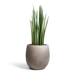 Sansevieria Cylindrica Spikes - Cylindrical Snake Plant -Indoor Plants Sansevieria cylindrica Spikes Cylindrical Snake Plant 19x70cm Grigio Balloon Plant Pot Natural Concrete 30x30cm 2c36abbd f4b9 4fe3 8831 1b19b151a043