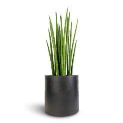 Puk Natural Planter - Matt Black -Indoor Plants Sansevieria cylindrica Spikes Cylindrical Snake Plant 19x70cm Puk Natural Planter Matt Black 25x25cm