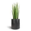 Sansevieria Cylindrica Spikes - Cylindrical Snake Plant