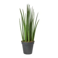 Sansevieria Cylindrica Spikes - Cylindrical Snake Plant -Indoor Plants Sansevieria cylindrica Spikes Cylindrical Snake Plant