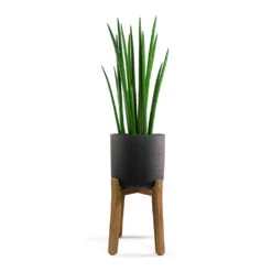 Charlie Plant Pot - Tall Stand - Black Washed -Indoor Plants Sansevieria cylindrica Spikes Cylindrical Snake Plant Charlie Plant Pot Tall Stand Black Washed