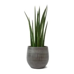 Sansevieria Cylindrica Spikes - Cylindrical Snake Plant -Indoor Plants Sansevieria cylindrica Spikes Cylindrical Snake Plant Esra Plant Pot Mystic Grey