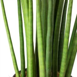 Sansevieria Cylindrica Spikes - HydroCare 10 Sansevieria Cylindrica Spikes - HydroCare -Indoor Plants Sansevieria cylindrica Spikes Cylindrical Snake Plant Stems 9111f7d6 50a3 4562 abd4 937b98b38a1a