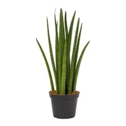 Sansevieria Cylindrica Spikes - Cylindrical Snake Plant -Indoor Plants Sansevieria cylindrica Spikes Cylindrical Snake Plant ce7747dc 5064 430a af25 b4ce7792473c
