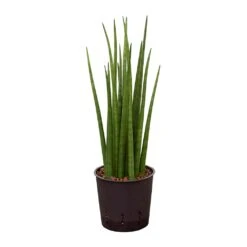Sansevieria Cylindrica Spikes - HydroCare 14 Sansevieria Cylindrica Spikes - HydroCare -Indoor Plants Sansevieria cylindrica Spikes Hydroculture 13 12x30cm