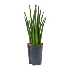 Sansevieria Cylindrica Spikes - HydroCare 12 Sansevieria Cylindrica Spikes - HydroCare -Indoor Plants Sansevieria cylindrica Spikes Hydroculture 15 19x50cm