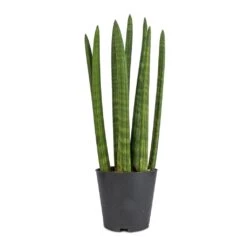 Sansevieria Cylindrica Straight - Cylindrical Snake Plant -Indoor Plants Sansevieria cylindrica Straight Cylindrical Snake Plant 12x40cm