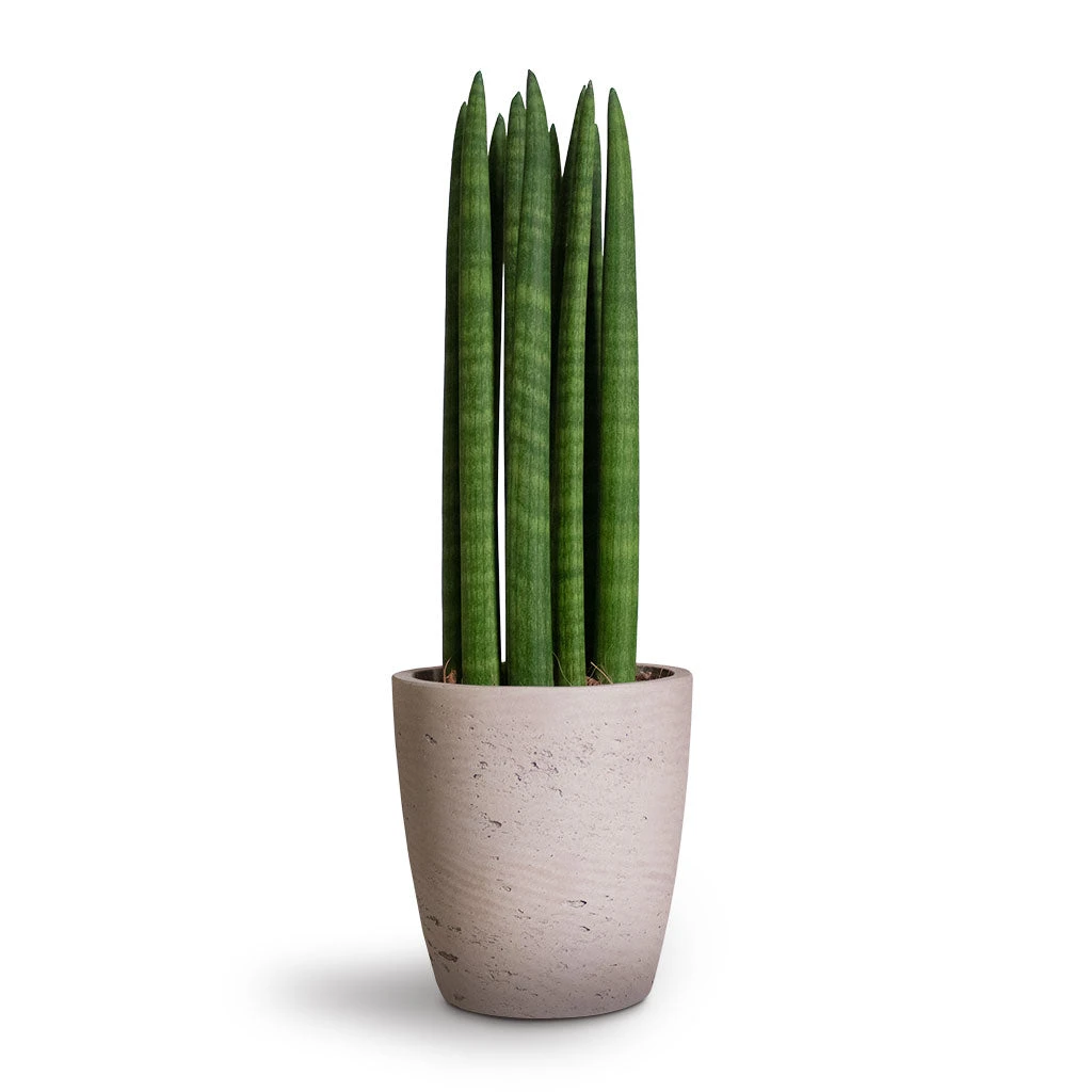 Gerben Plant Pot - Grey Washed 5 Gerben Plant Pot - Grey Washed - Image 5