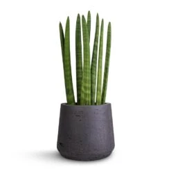 Patt Plant Pot - Black Washed -Indoor Plants Sansevieria cylindrica Straight Cylindrical Snake Plant 12x40cm Patt Plant Pot Black Washed 17x14cm f77f2daa 2f65 47f4 b1e2 06d2ec8b50f4