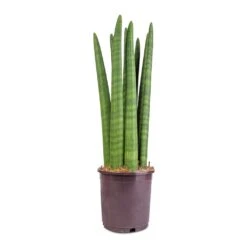 Sansevieria Cylindrica Straight - Cylindrical Snake Plant -Indoor Plants Sansevieria cylindrica Straight Cylindrical Snake Plant 15x50cm