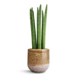 Sansevieria Cylindrica Straight - Cylindrical Snake Plant -Indoor Plants Sansevieria cylindrica Straight Cylindrical Snake Plant 15x50cm Issa Plant Pot Ochre 18x17cm