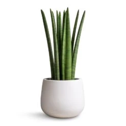 Sansevieria Cylindrica Straight - Cylindrical Snake Plant -Indoor Plants Sansevieria cylindrica Straight Cylindrical Snake Plant 17x60cm Kevan Essentials Plant Pot Matt White 25x22cm