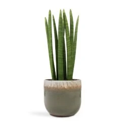 Tarra Plant Pot - Forest -Indoor Plants Sansevieria cylindrica Straight Cylindrical Snake Plant 17x60cm Tarra Plant Pot Forest 23x20cm