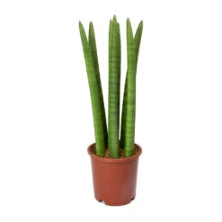 Sansevieria Cylindrica Straight - Cylindrical Snake Plant -Indoor Plants Sansevieria cylindrica Straight Cylindrical Snake Plant 45cm