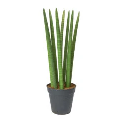 Sansevieria Cylindrica Straight - Cylindrical Snake Plant -Indoor Plants Sansevieria cylindrica Straight Cylindrical Snake Plant 60cm