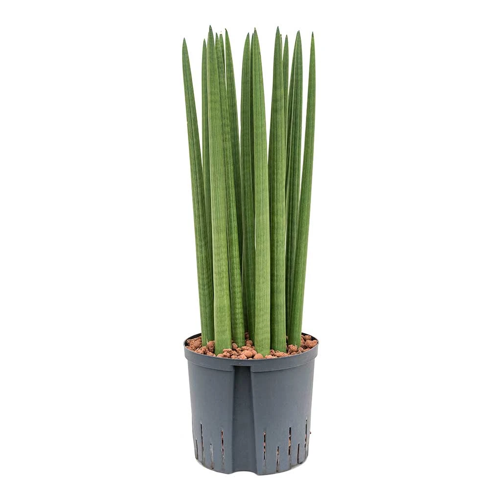 Sansevieria Cylindrica Straight - HydroCare 1 Sansevieria Cylindrica Straight - HydroCare