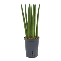 Sansevieria Cylindrica Straight - HydroCare 8 Sansevieria Cylindrica Straight - HydroCare -Indoor Plants Sansevieria cylindrica Straight Hydroculture Indoor Plant Small