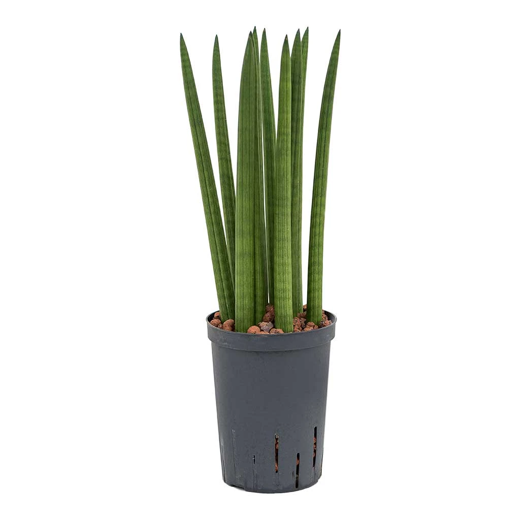 Sansevieria Cylindrica Straight - HydroCare 4 Sansevieria Cylindrica Straight - HydroCare - Image 4