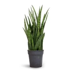 Sansevieria Kirkii - Star Sansevieria -Indoor Plants Sansevieria kirki Star Sansevieria