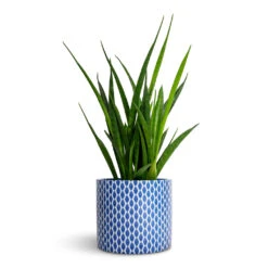 Lazzaro Plant Pot - Navy Garland -Indoor Plants Sansevieria kirkii Star Sansevieria 12x40cm Lazzaro Plant Pot Navy Garland 15x13cm