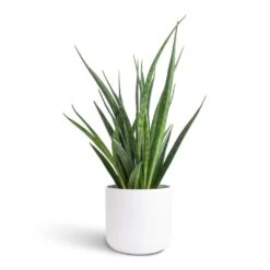 Sansevieria Kirkii - Star Sansevieria -Indoor Plants Sansevieria kirkii Star Sansevieria 12x40cm Lisbon Plant Pot White 13x13cm