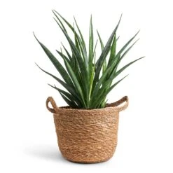 Sansevieria Kirkii - Star Sansevieria -Indoor Plants Sansevieria kirkii Star Sansevieria 12x40cm Nelis Plant Basket Natural 16x16cm