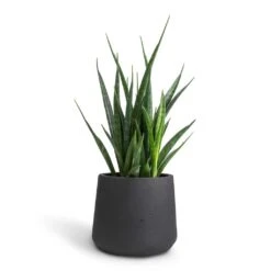 Patt Plant Pot - Black Washed -Indoor Plants Sansevieria kirkii Star Sansevieria 12x40cm Patt Plant Pot Black Washed 17x14cm 4dd848b4 30d5 434a b441 7a21bf9ccd81