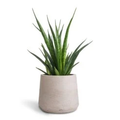 Sansevieria Kirkii - Star Sansevieria -Indoor Plants Sansevieria kirkii Star Sansevieria 12x40cm Patt Plant Pot Grey Washed 17x14cm