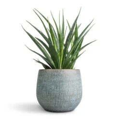 Sansevieria Kirkii - Star Sansevieria -Indoor Plants Sansevieria kirkii Star Sansevieria 12x40cm Ryan Plant Pot Blue Gold 18x16cm